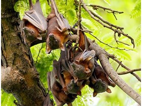 Cluster of little red flying foxes