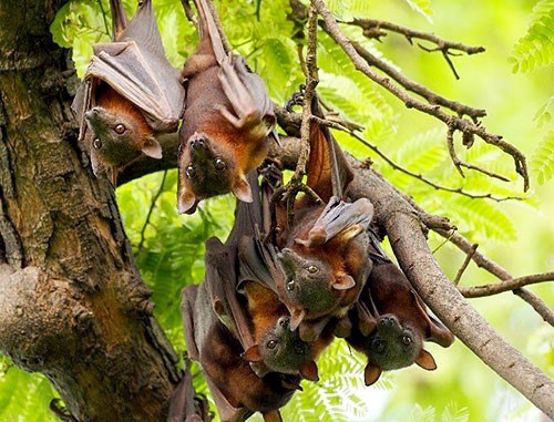 Cluster of little red flying foxes