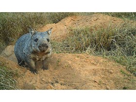 Northern hairy-nosed wombats have been released into their new home at Powrunna State Forest