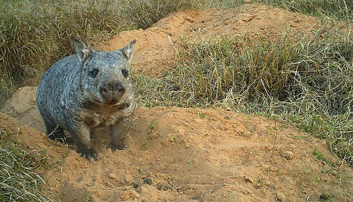 Northern hairy-nosed wombats have been released into their new home at Powrunna State Forest