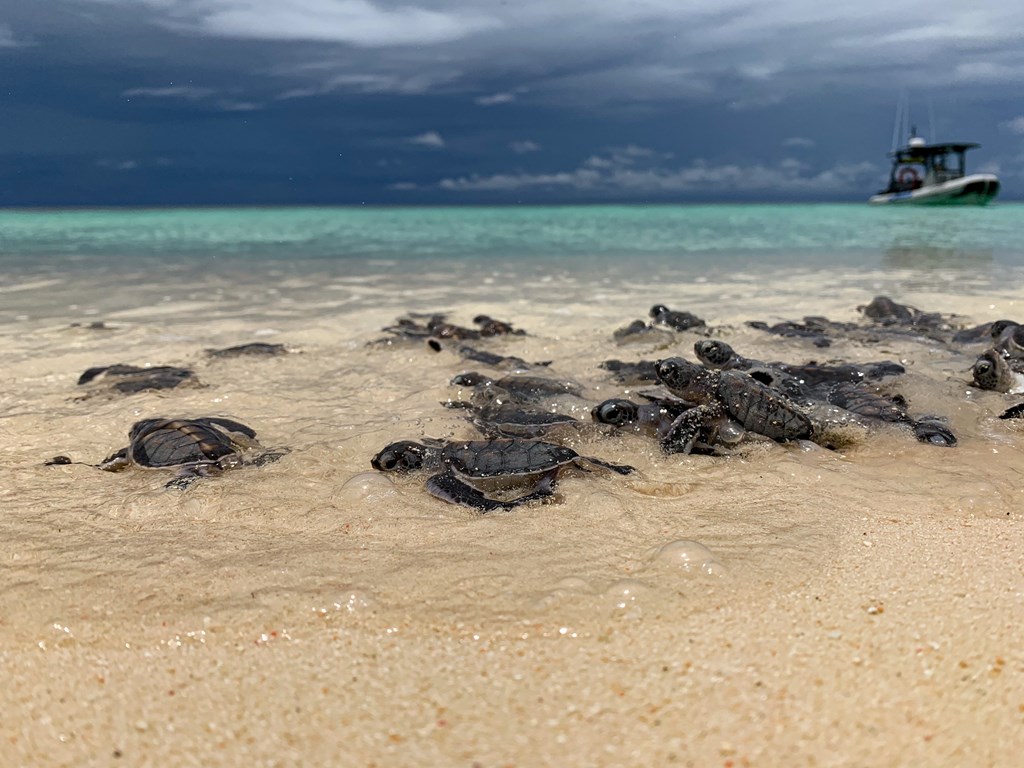 The Raine Island Recovery Project: a success story for green turtles -  Ministerial Media Statements