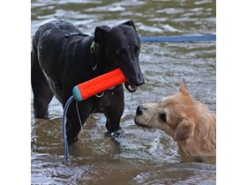 Rebel likes to swim with her friends 