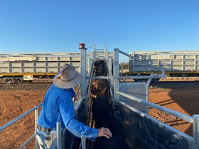 Cattle rail yards in North West Queensland receive vital investment boost