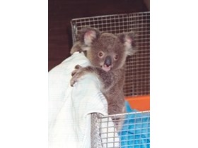 Refurbished Moggill Koala Rehabilitation Centre opens