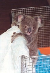 Refurbished Moggill Koala Rehabilitation Centre opens
