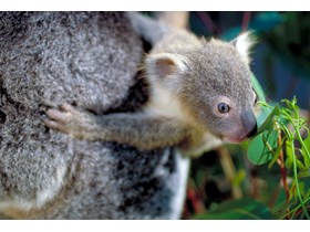 Queensland’s protected areas expanded