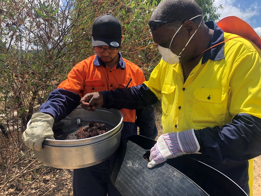 Patrick Yeatman (L) and Horace Friday (R) collect seeds of native plants for the rehabilitation of the Collingwood Tin mine site