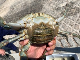 A female mud crab seized by QBFP