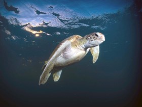 Juvenile green sea turtle