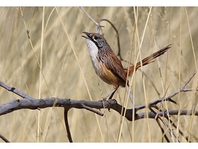 The Carpentarian Grasswren. Credit: Rex Whitehead