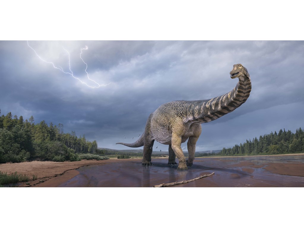 Queensland dinosaur recognised by scientists as largest in Australia