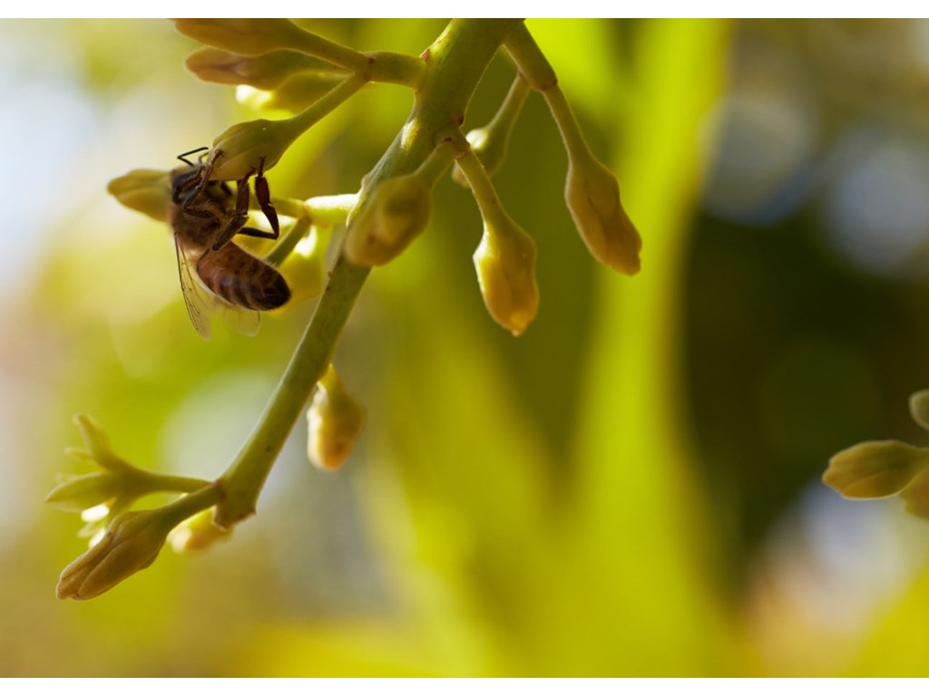 Bees play a vital role in crop pollination. Image courtesy of Queensland Beekeepers Association.
