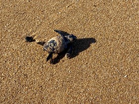 A hatchling makes its way to the water.