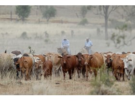 Have your say on the future of Queensland’s stock routes